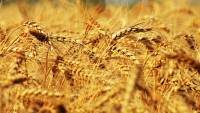 obilí grain-4325262 1280